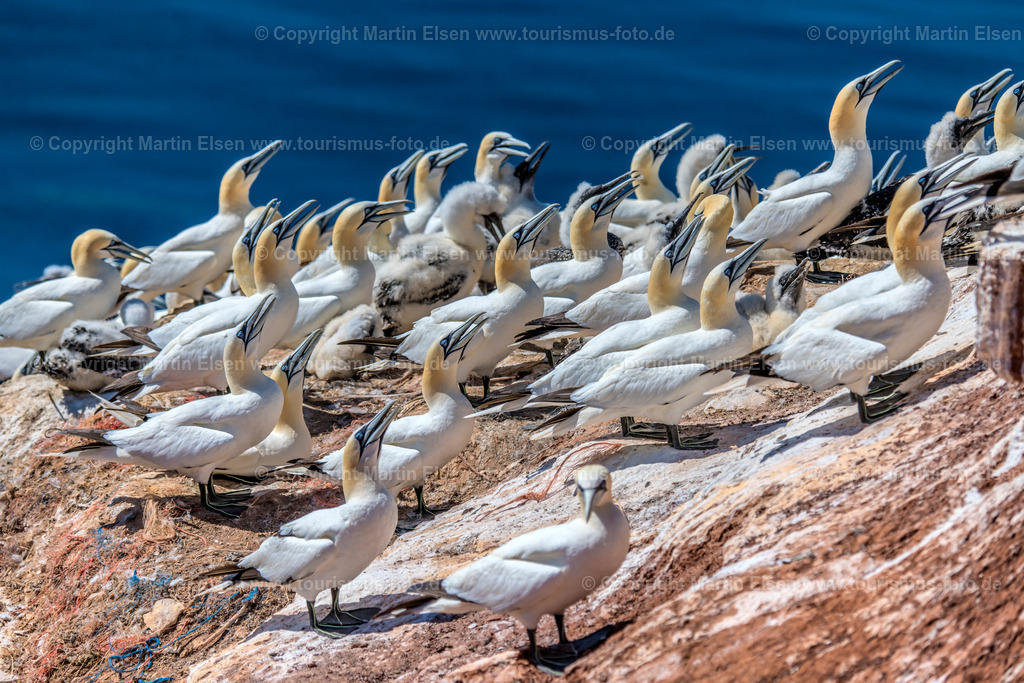 Helgoland Bastölpel_ELS_33520030818 | Helgoland - Aufnahmedatum: 03.08.2018, Aufnahmehöhe:  m, Koordinaten:  - , Bildgröße: 8256 x  5504 Pixel - Copyright 2018 by Martin Elsen, Kontakt: Tel.: +49 157 74581206, E-Mail: info@schoenes-foto.deSchlagwörter:Schleswig-Holstein,Landkreis Pinneberg,Düne,Hochseeinsel,Börteboote,Meer,Küste,Halunder,Oberland,Unterland,Strand,Seehunde,Robben,Lange Anna,Felsen,Roter Felsen,Luftbild,Luftbilder,Bastölpel - Realisiert mit Pictrs.com
