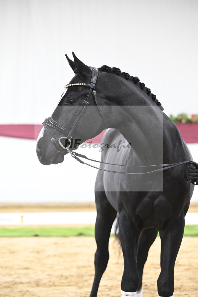 Kat-Nr. 60 Ellis x Desperados_Matthias Schlamminger_47252235 | hf-fotografie - Realisiert mit Pictrs.com