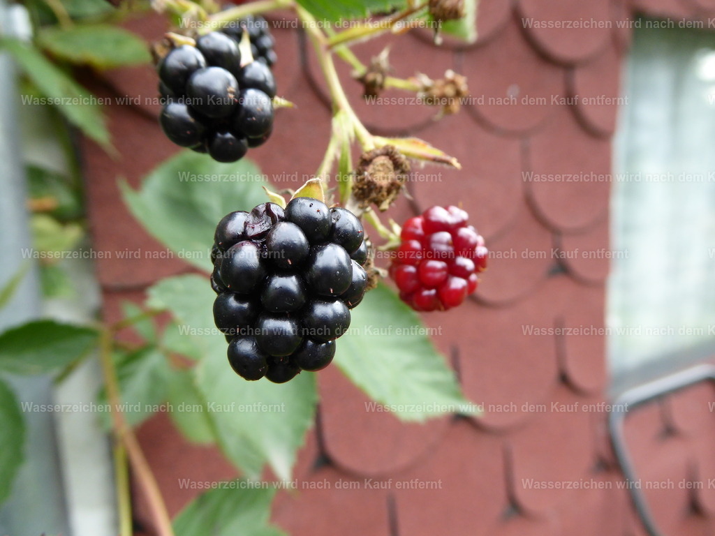 Leckere Brombeeren | Schöne saftige Brombeeren - Realisiert mit Pictrs.com