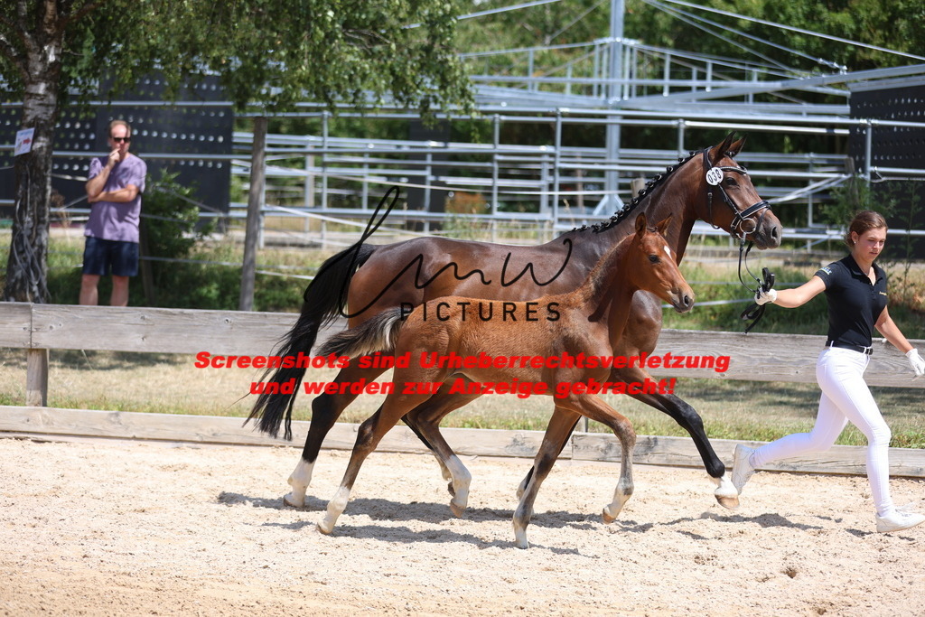 Fohlenschau_Schwäbisch_Hall_springbetonte_Fohlen_KN 38_10 | lmwpictures - Realisiert mit Pictrs.com
