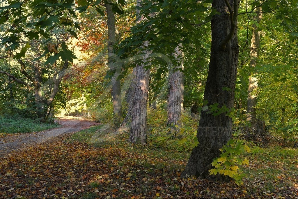 NatureArt-HERBSTLAUB_2729a | Weg durch den Herbstpark | #008 | Modell: Fee | Foto: Andreas Meier - Realisiert mit Pictrs.com