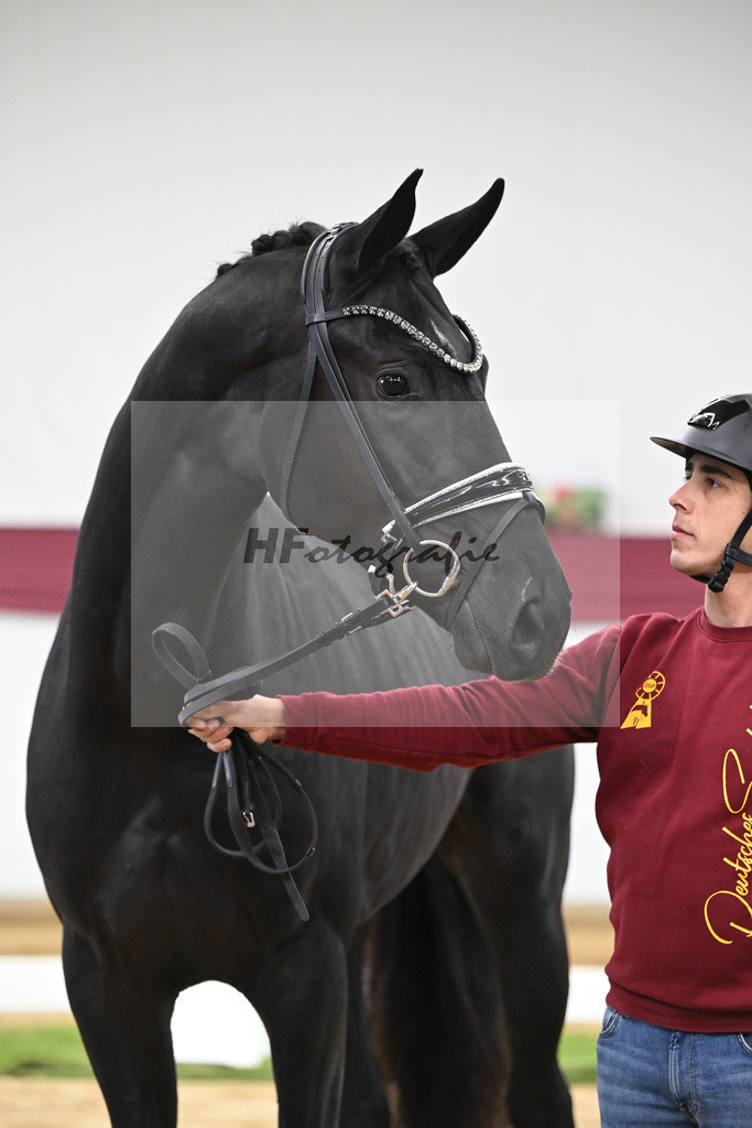 Kat-Nr. 51 Fuerst Samarant x De Niro_Mathieu Beckmann_47251902 | hf-fotografie - Realisiert mit Pictrs.com