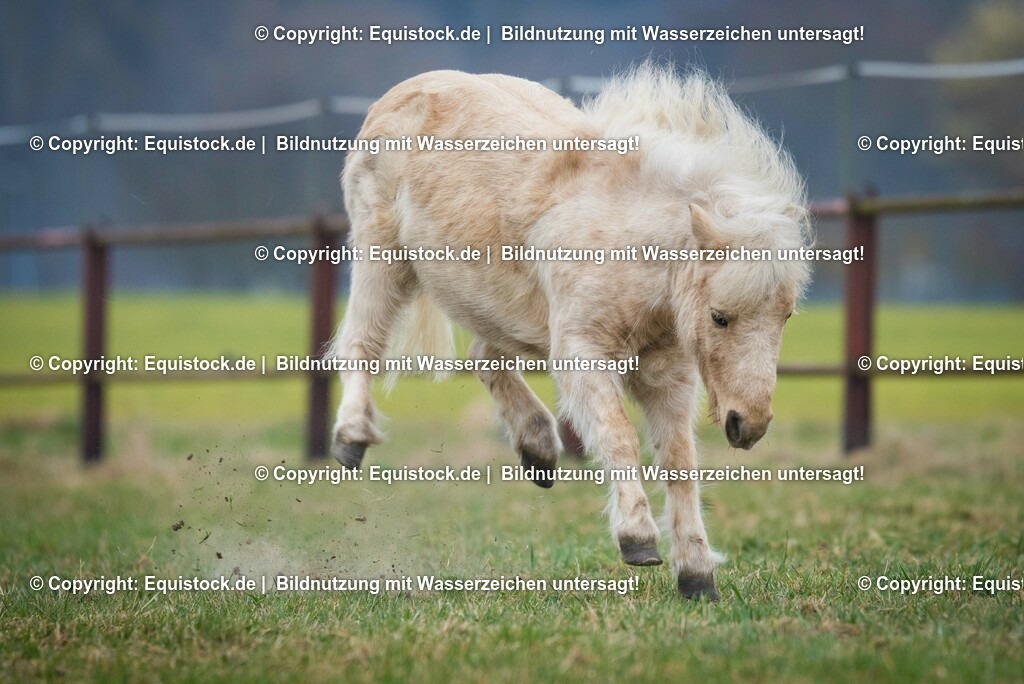 20150322_TOMsPiC_0071 | equistock