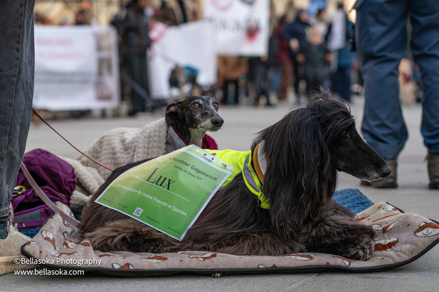 Galgomarsch2026-125 | Augenblicke kommen und gehen, Erinnerungen bleiben. Als Tierfotografin schaffe ich liebevolle Erinnerungen an unsere tierischen Familienmitglieder, ohne Stress und Druck.
Buchbar für den Raum München und Landkreis Dachau  - Realisiert mit Pictrs.com