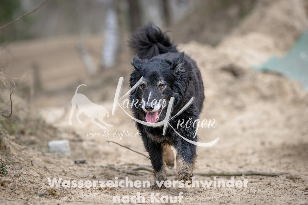 1224DSC_1528 | kk-dogfotos