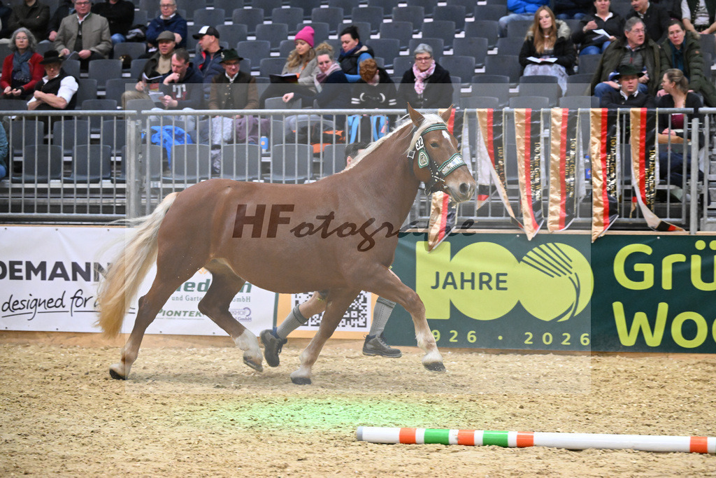 Kat-Nr. 32 Mirabella v. Venberg_Hartl_1260487 | hf-fotografie - Realisiert mit Pictrs.com