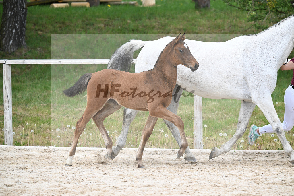 Kat-Nr. 8 SF Cape Calidus x Clearway_Gut Kaltental_24260883 | hf-fotografie - Realisiert mit Pictrs.com