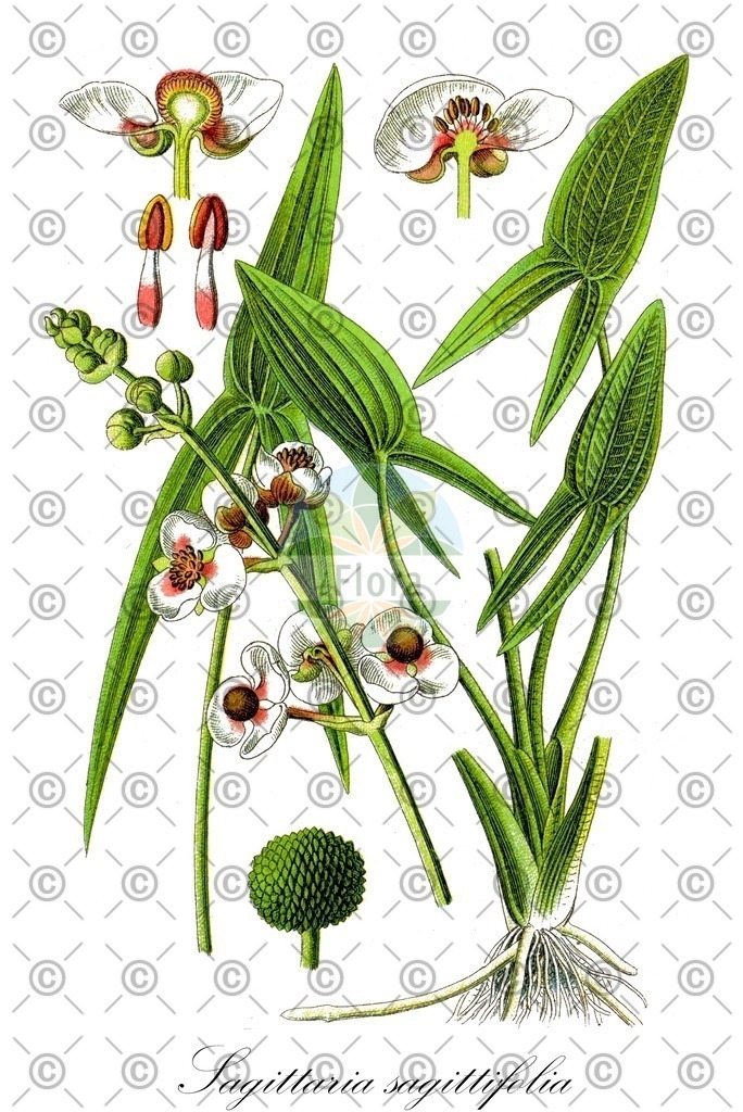 HistAbb_wfo-0000300110_1_ENZY_Simple | Historische Abbildung von Sagittaria sagittifolia - Alismataceae (Gewöhnliches Pfeilkraut;Echtes Pfeilkraut) | Historical Illustration of Sagittaria sagittifolia - Alismataceae (arrowhead;common arrowhead;old world arrowhead)