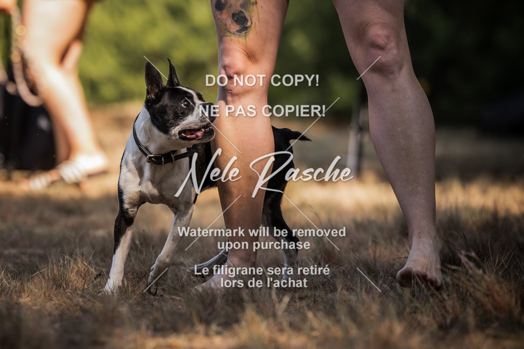 nelerasche_soDD1_246 | nelerasche