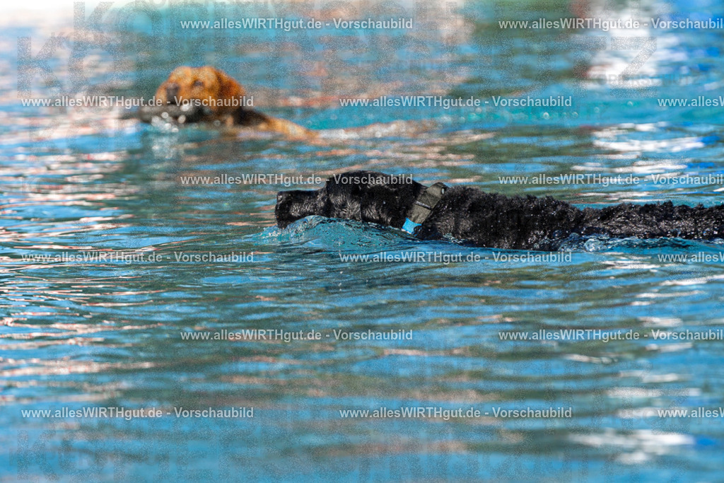 Hundeschwimmen_Volksbad_2026-allesWIRTHgut_Tierfotografie-2609061105-FAY06125 | Professionelle Tierfotografie in Mönchengladbach von Daniel Wirth (allesWIRTHgut). Liebevolle & natürliche Bilder von Hunden & Katzen für unvergessliche Erinnerungen.