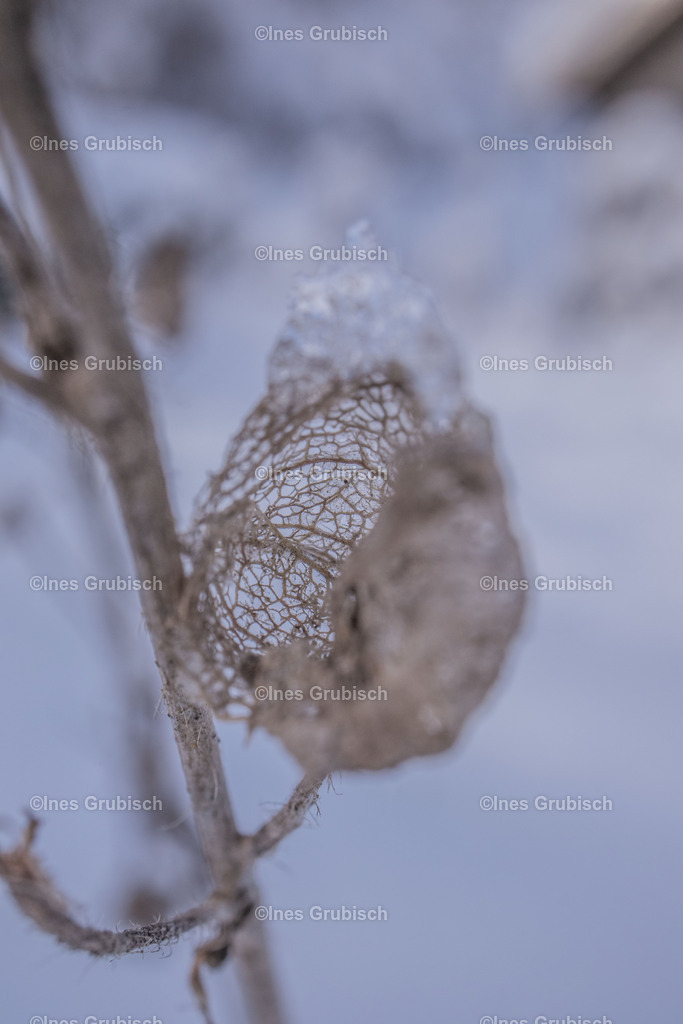 Eine Blüte im Winter | Lila Lubbenbomm - Artwork by Ines Grubisch - Realisiert mit Pictrs.com