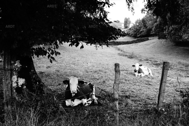Es kreucht - es fleucht 4 | Kühe aus Kornelimünster