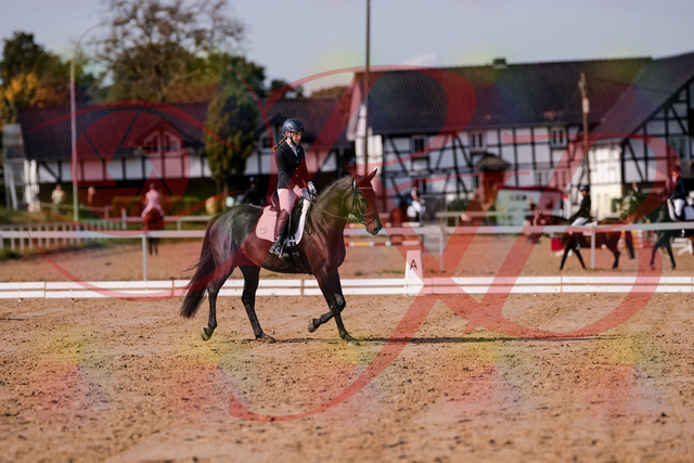 2026_10_03_Siefer-Hof_121406_Z81_15333674 | Professionelle Reitsport-, Turnier- und Eventfotografie von Robert Broda. Galerien mit ausgewählten und bearbeiteten Bildern direkt online ansehen und bestellen.