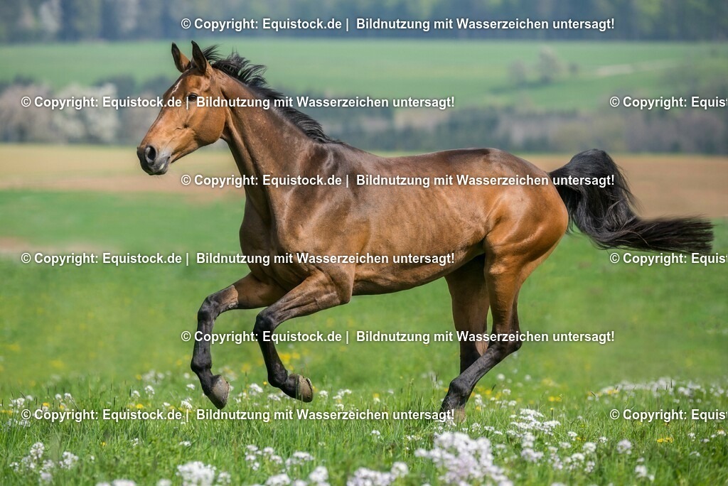 20160422_TOMsPiC_TOMsPiC_0030 | equistock