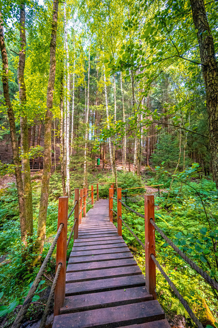 Brücke im Wald | Professionelle Natur- & Landschaftsfotos als Poster, auf Leinwand & viele mehr. Wähle aus einer Vielzahl an Formaten & Materialien Dein perfektes Bild. - Realisiert mit Pictrs.com