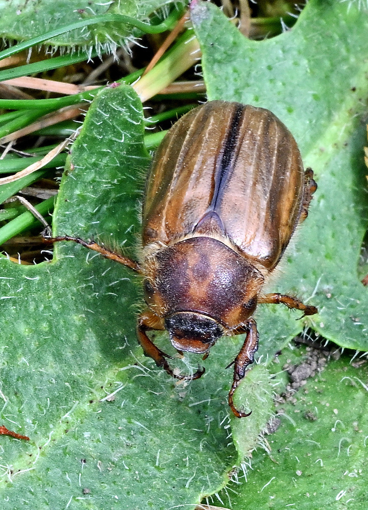 GerippterBrachkäfer01h | lucisnaturbilder - Realisiert mit Pictrs.com
