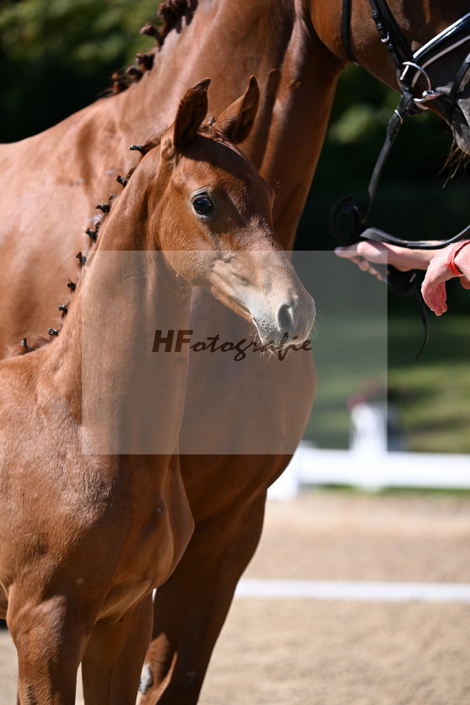 Kat-Nr. 54 Proud James x Morricone I_HF_Maurer_29250103 | hf-fotografie - Realisiert mit Pictrs.com