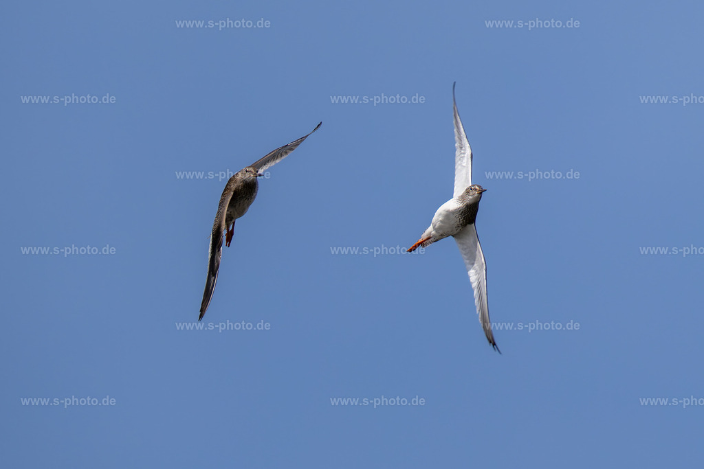 Rotschenkel Synchronflug | Ein eher selten gelingendes Foto - Realisiert mit Pictrs.com