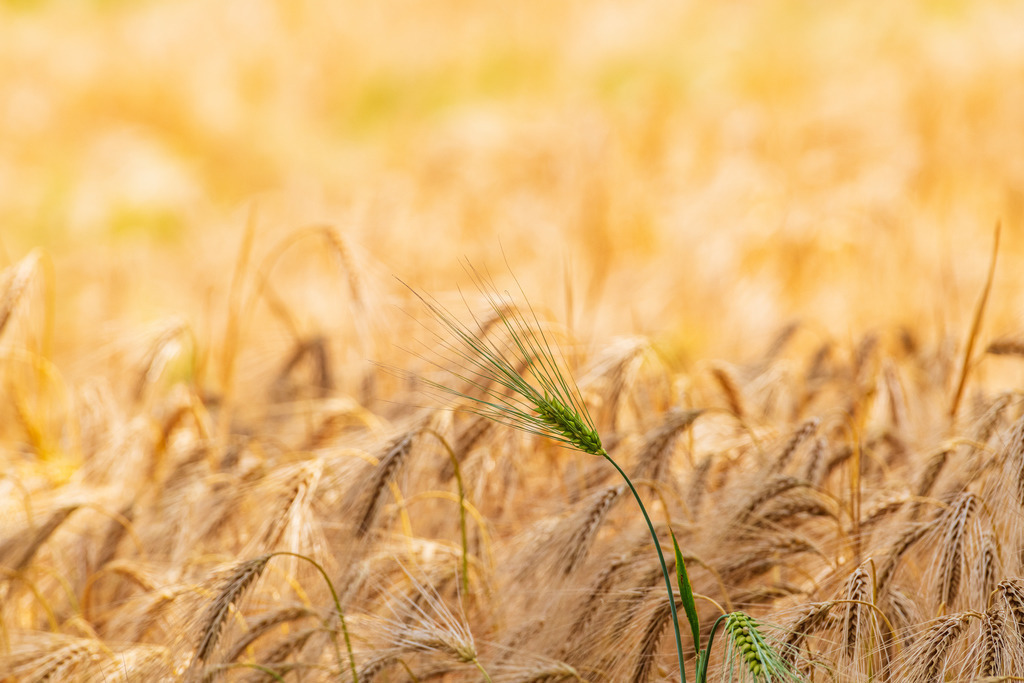 2022_06_30_KORNFELD_MCP0273 | Hochwertig gedruckte Fotografien für die Wand, als Kalender und zum Verschenken. Hamburg & Norddeutschland und überall wo ich mit der Kamera unterwegs war.