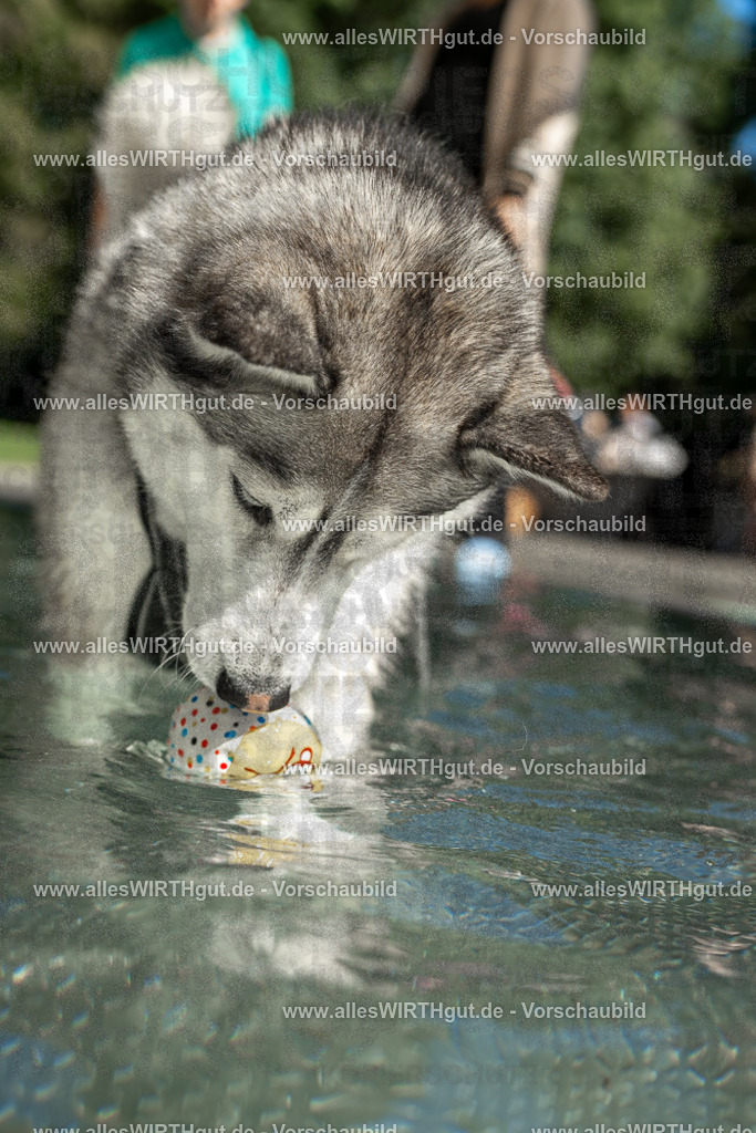 Hundeschwimmen_Volksbad_2026-allesWIRTHgut_Tierfotografie-2609061352-7R500932 | Professionelle Tierfotografie in Mönchengladbach von Daniel Wirth (allesWIRTHgut). Liebevolle & natürliche Bilder von Hunden & Katzen für unvergessliche Erinnerungen.