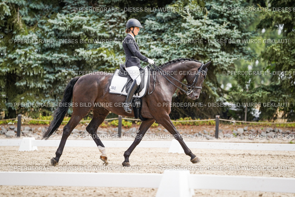 DSC02986 | Pferdegrafie