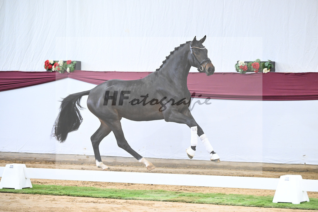 Kat-Nr. 14 Feliciano x Quaterback_Martina Breitner-Roetzer_47250284 | hf-fotografie - Realisiert mit Pictrs.com