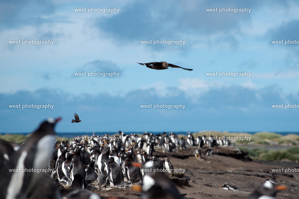 Skua 3 SLI - FLK 2014 | west photography - Realisiert mit Pictrs.com