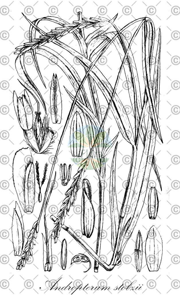 HistAbb_wfo-0000847799_1_ENZY_Simple | Historische Abbildung von Andropterum stolzii - Poaceae | Historical Illustration of Andropterum stolzii - Poaceae
