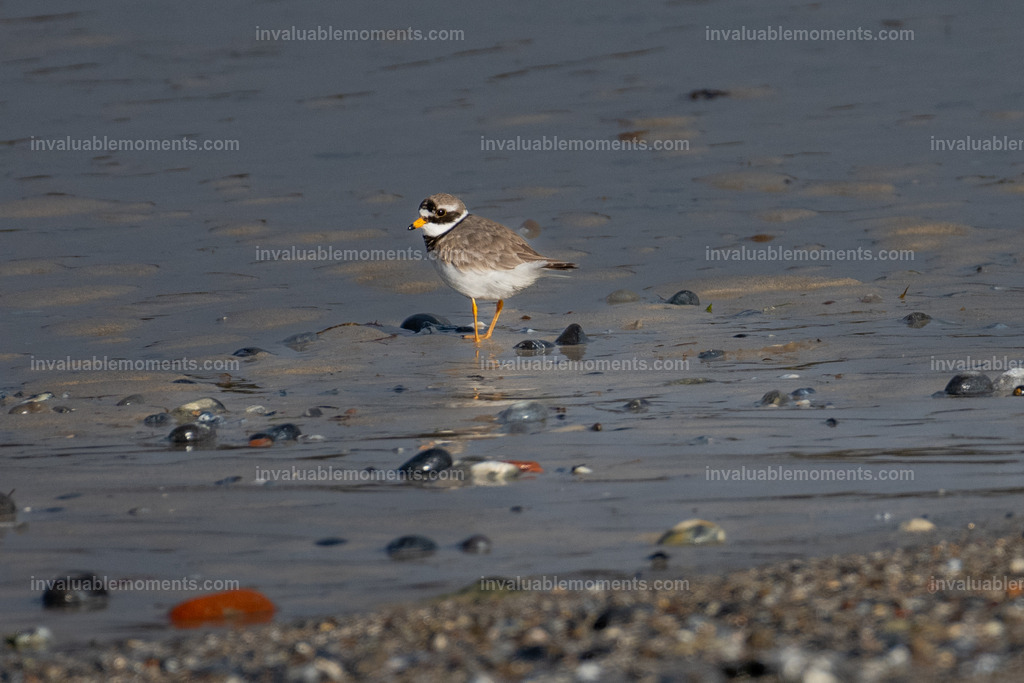 DSC_6836 | invaluablemoments.com - Realisiert mit Pictrs.com