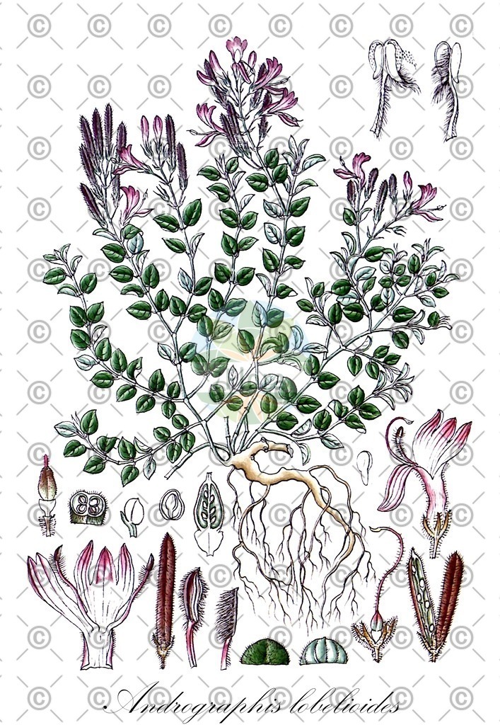 HistAbb_wfo-0000534055_1_ENZY_Simple | Historische Abbildung von Andrographis lobelioides - Acanthaceae | Historical Illustration of Andrographis lobelioides - Acanthaceae