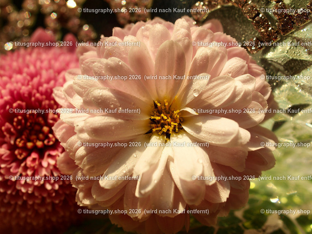 titusgraphy_PB251207-vz-ln | titusgraphy-shop: Geschenkideen mit Qualitätsfotos. titusgraphy-shop: gift ideas with quality photos. titusgraphy-shop: idées cadeaux avec photos de qualité.  - Realisiert mit Pictrs.com
