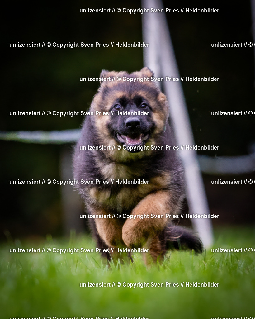 Sven Pries | 2024-10-19 - Hunderennen Ober-Grombach - Realisiert mit Pictrs.com