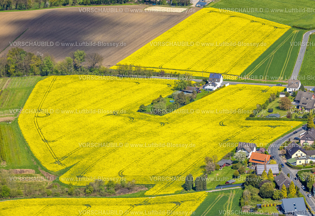 Hattingen230407793 | Luftbild, Rapsfelder in Niederwenigern, Dumberg, Hattingen, Ruhrgebiet, Nordrhein-Westfalen, Deutschland