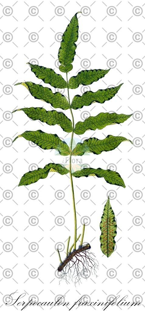 HistAbb_EMP_128320_SRC_Schlechtendal_FLORAD_SIMPLE | Historische Abbildung von Serpocaulon fraxinifolium - Polypodiaceae | Historical Illustration of Serpocaulon fraxinifolium - Polypodiaceae