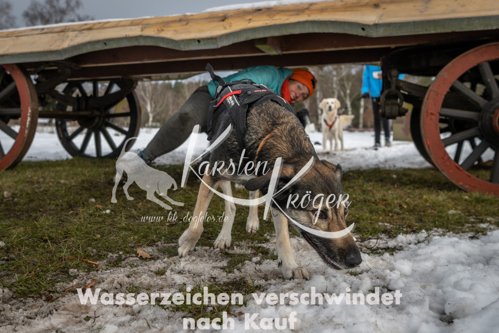 0931_ZZ90642 | kk-dogfotos