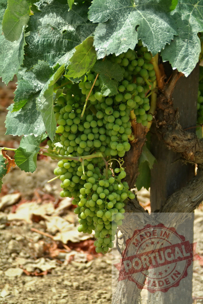 Unripe green grapes hanging on vineyard vine | Clusters of developing green grapes growing on a vine in a sunny vineyard - Realisiert mit Pictrs.com