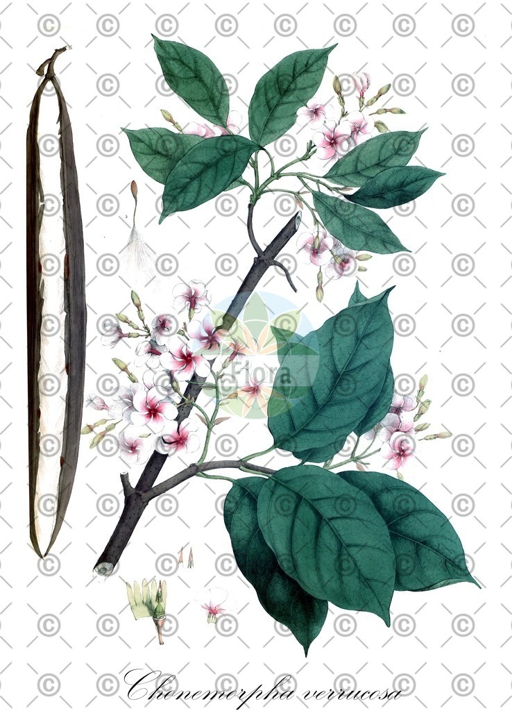HistAbb_7NSS4_3_ENZY_Simple | Historische Abbildung von Chonemorpha verrucosa - Apocynaceae | Historical Illustration of Chonemorpha verrucosa - Apocynaceae