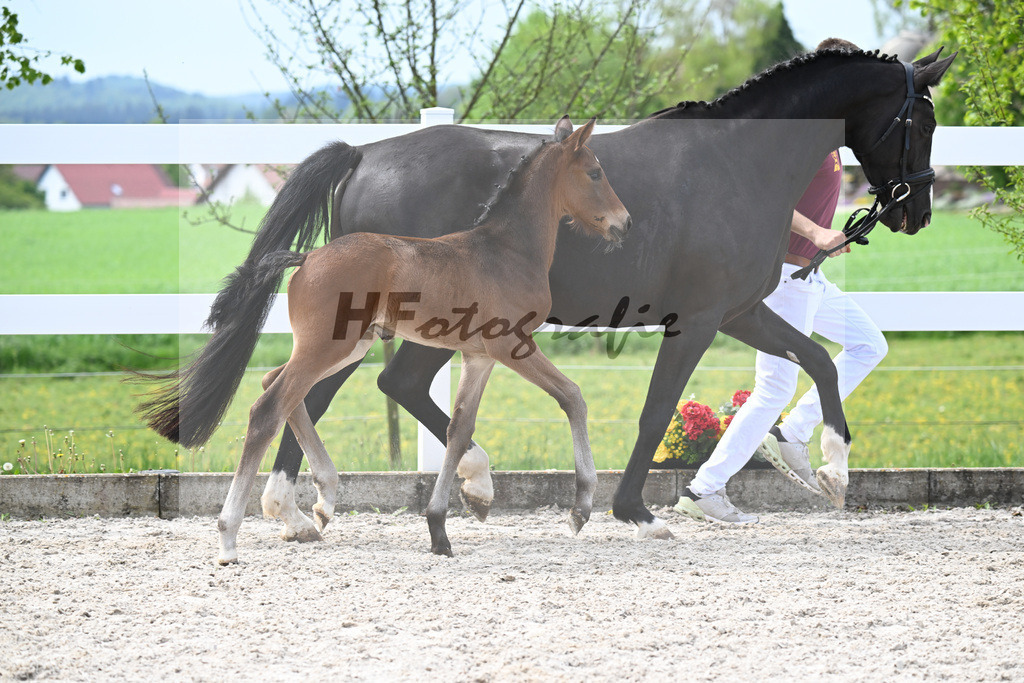 Kat-Nr. 18 HF La Paix x Escamillo_Kusterer_23260471 | hf-fotografie - Realisiert mit Pictrs.com