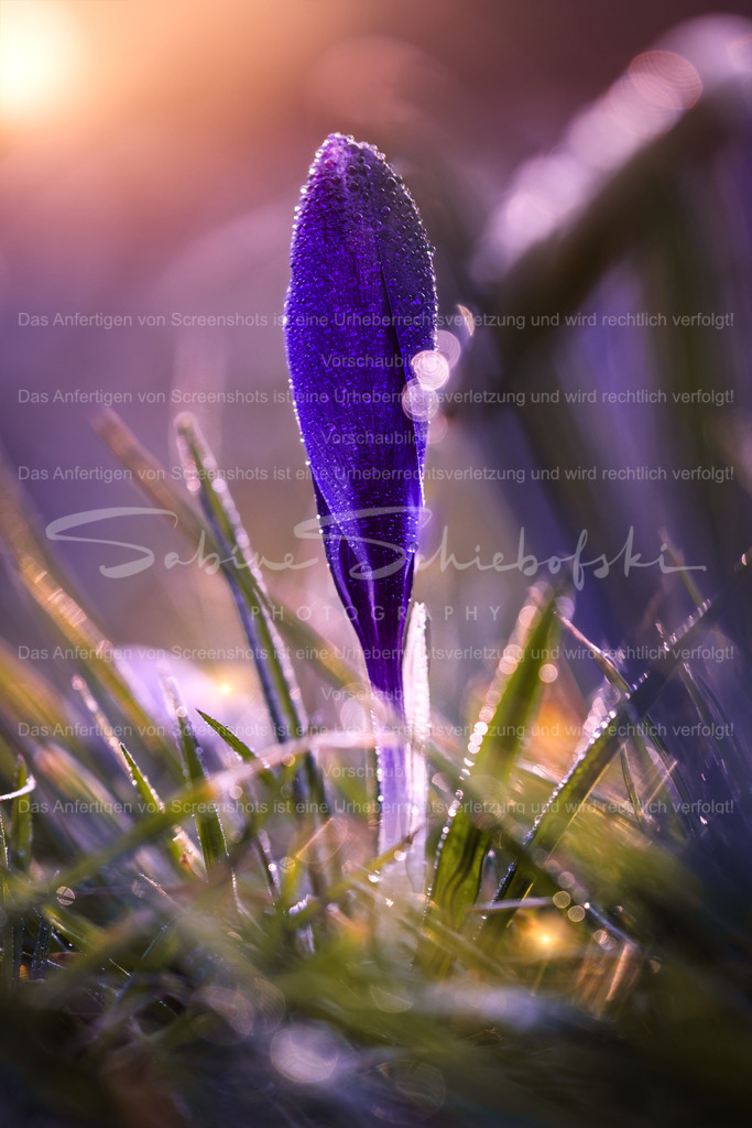 Krokus im Morgentau | People- und Tierfotografie, Imageaufnahmen, Veranstaltungsfotografie und Wandbilder aus der Natur ★ Made in Germany ✔️ Druck + Downloads ✔️ Naturfotografie in Top Qualität ★ schneller Versand, weltweite Lieferung! - Realisiert mit Pictrs.com