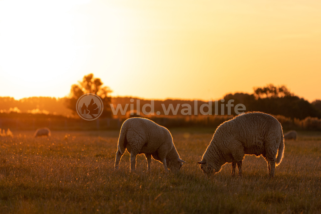 Frühstück bei Sonnenaufgang | Zwei Schafe in Ostfriesland gönnen sich ein ausgiebiges Frühstück beim ersten Tageslicht - Realisiert mit Pictrs.com