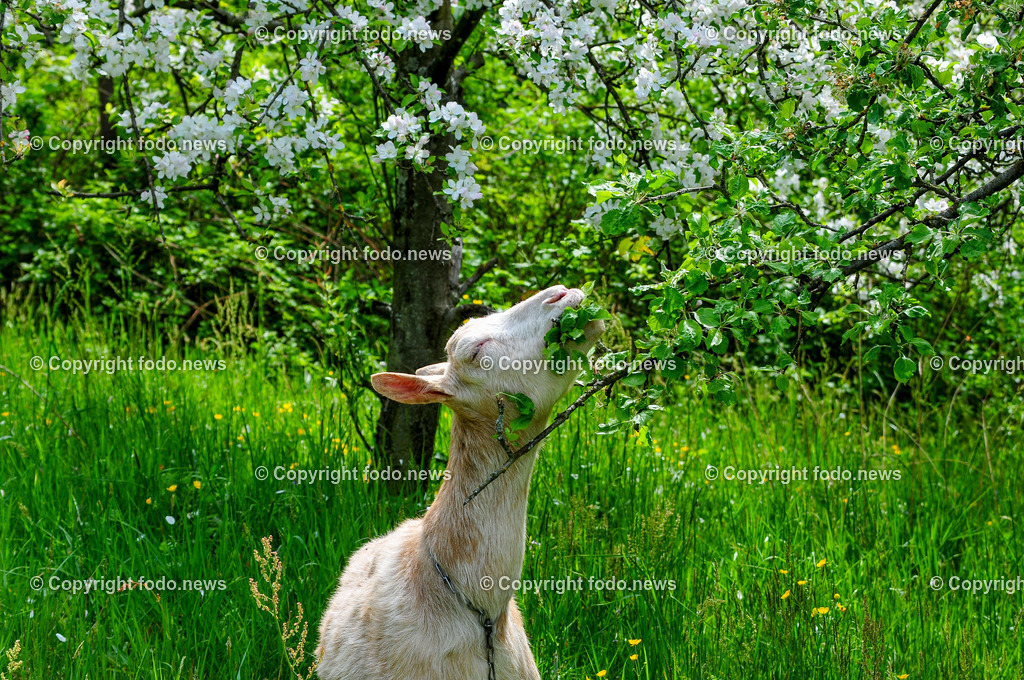 Linz_ Bauernhof_ 11.04.2025-56 | 11.04.2025, LINZ, AUT, Landwirtschaft, Bauernhof, im Bild Ziege, Ziegen,  Bock, Tiere, Nutztiere, Freilandhaltung, Paarhufer