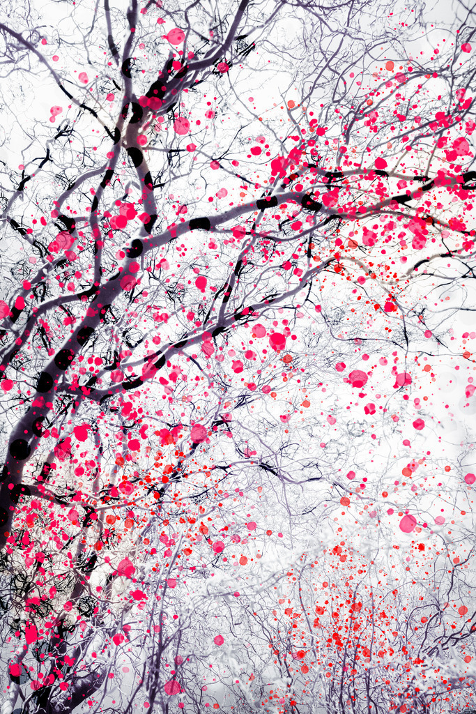 Feuerblütenbaum 3 | Foto eines wunderschönen Baumes im Frühling... mit roten und pinkfarbenen Farbspritzern versehen. Digitale Collage.   - Realisiert mit Pictrs.com