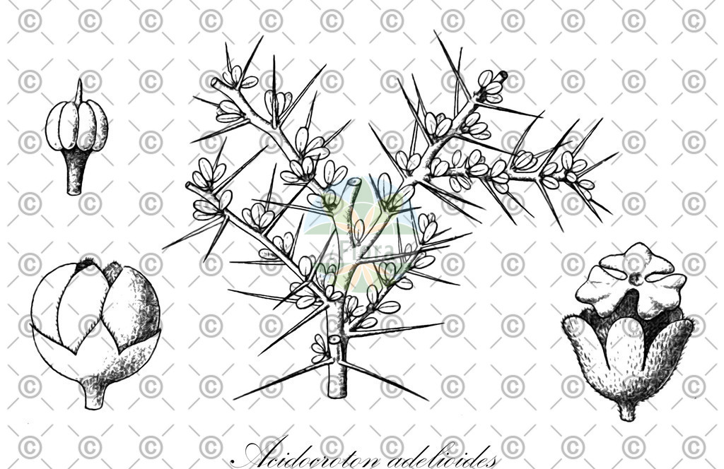 HistAbb_wfo-0000309880_1_ENZY_Simple | Historische Abbildung von Acidocroton adelioides - Euphorbiaceae | Historical Illustration of Acidocroton adelioides - Euphorbiaceae