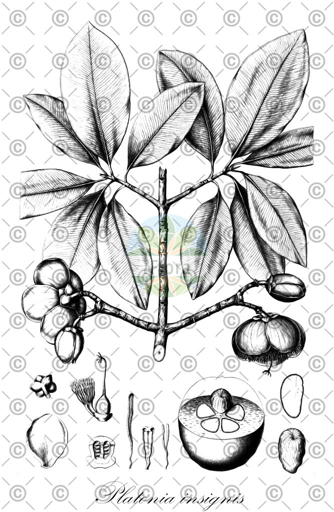 HistAbb_EMP_93530_1_SIMPLE | Historische Abbildung von Platonia insignis - Clusiaceae | Historical Illustration of Platonia insignis - Clusiaceae