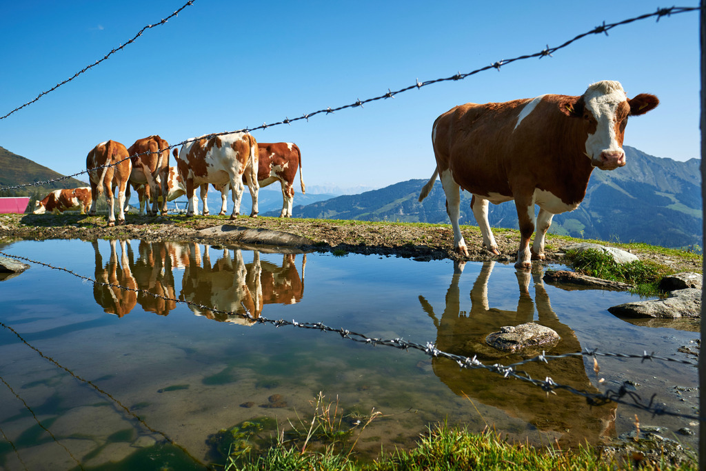 Kuhgruppe auf der Hochalm | Rauris, Austria - September 16, 2020: Kuhgruppe auf der Hochalm. - Realisiert mit Pictrs.com
