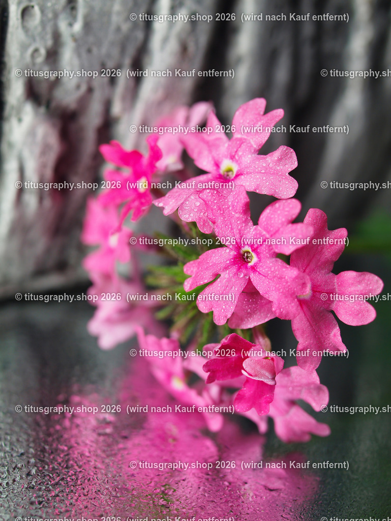 titusgraphy_P8030027-vz-ln | titusgraphy-shop: Geschenkideen mit Qualitätsfotos. titusgraphy-shop: gift ideas with quality photos. titusgraphy-shop: idées cadeaux avec photos de qualité.  - Realisiert mit Pictrs.com