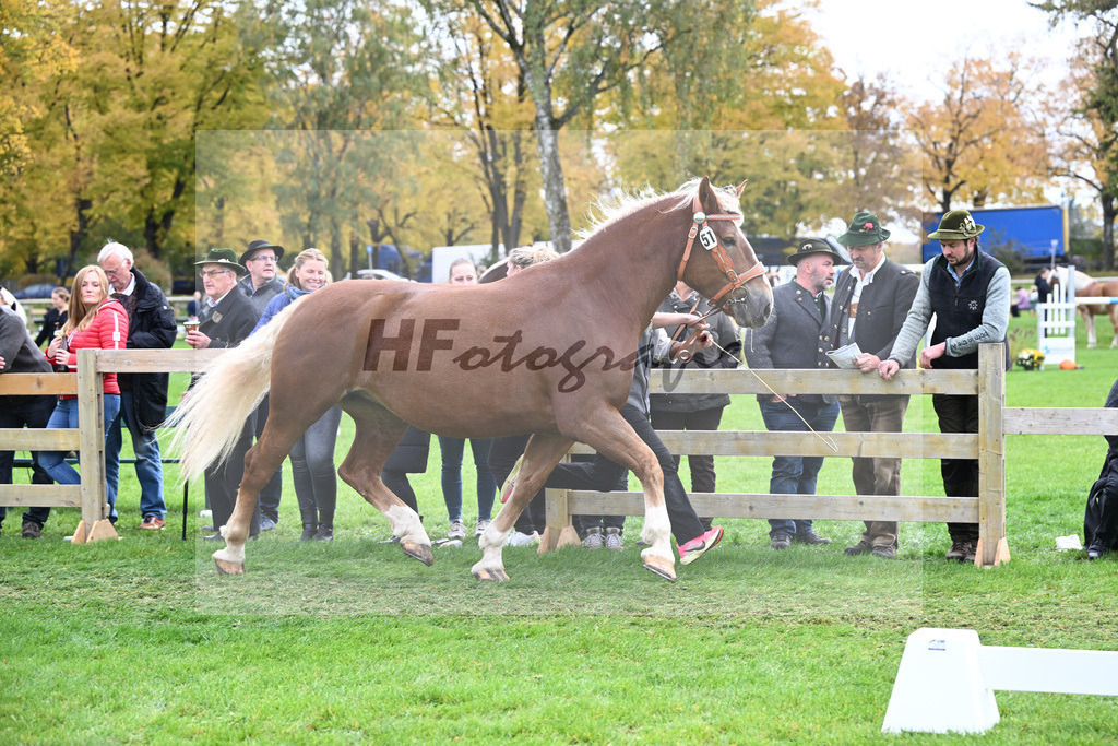 Kat-Nr. 51 Coco v. Valdero_Lichtenegger_41251194 | hf-fotografie - Realizzato con Pictrs.com