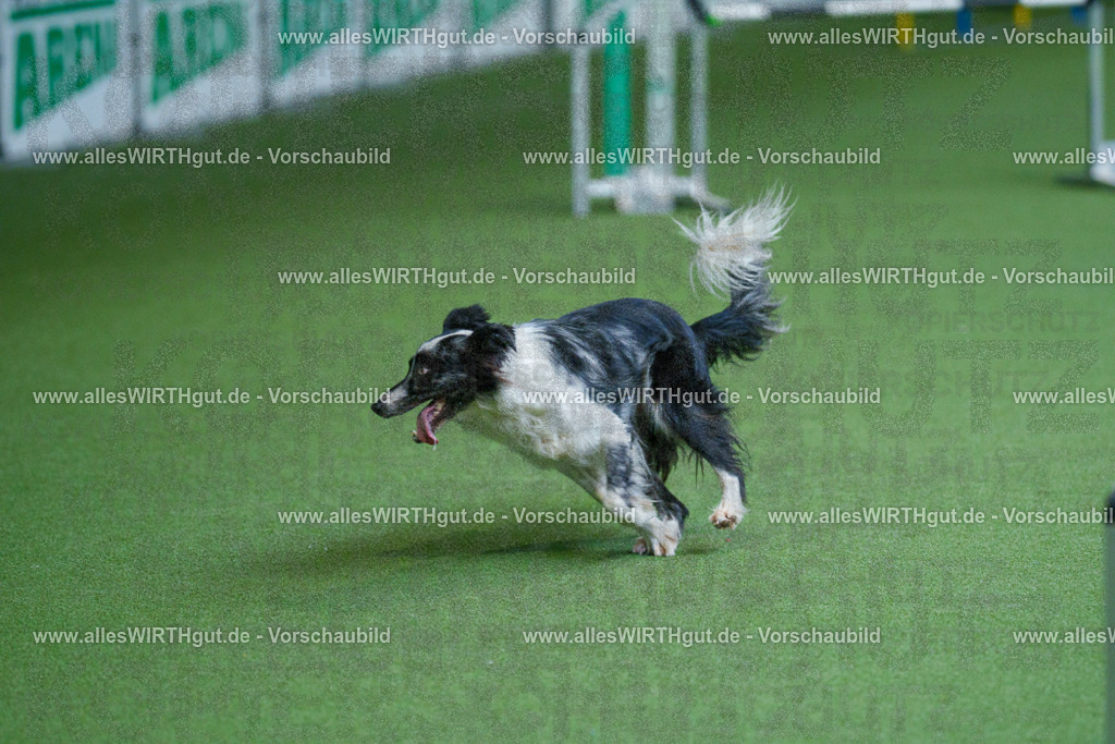 @allesWIRTHgut_Tierfotografie - www.allesWIRTHgut.de - 2604261524-7R505480 | Professionelle Tierfotografie in Mönchengladbach von Daniel Wirth (allesWIRTHgut). Liebevolle & natürliche Bilder von Hunden & Katzen für unvergessliche Erinnerungen.