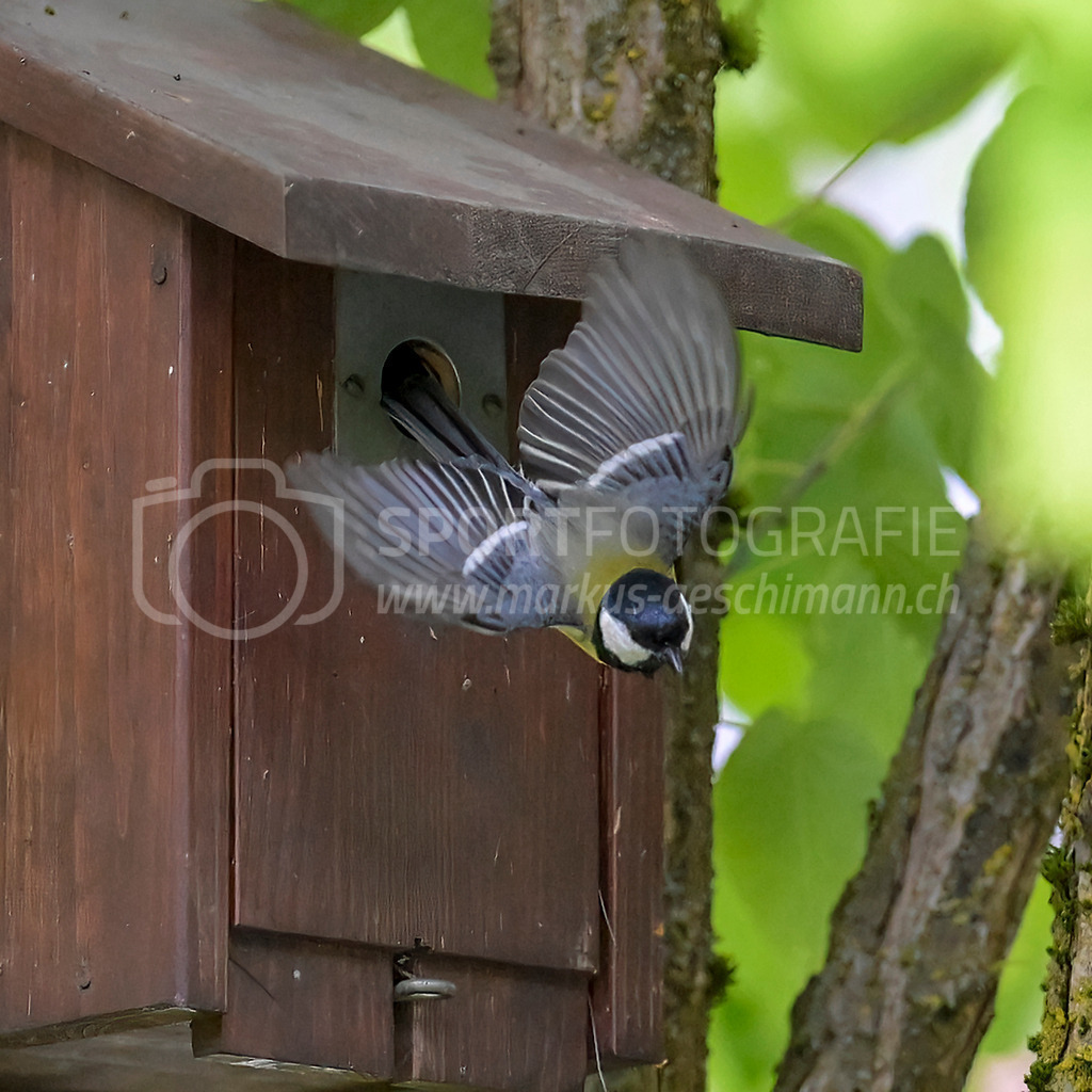 20240509_0930_AEM_nefti_2249-Bearbeitet | 09.05.2024 / , Neftenbach

Bild: Sportfotografie Markus Aeschimann | www.markus-aeschimann.ch - Realisiert mit Pictrs.com