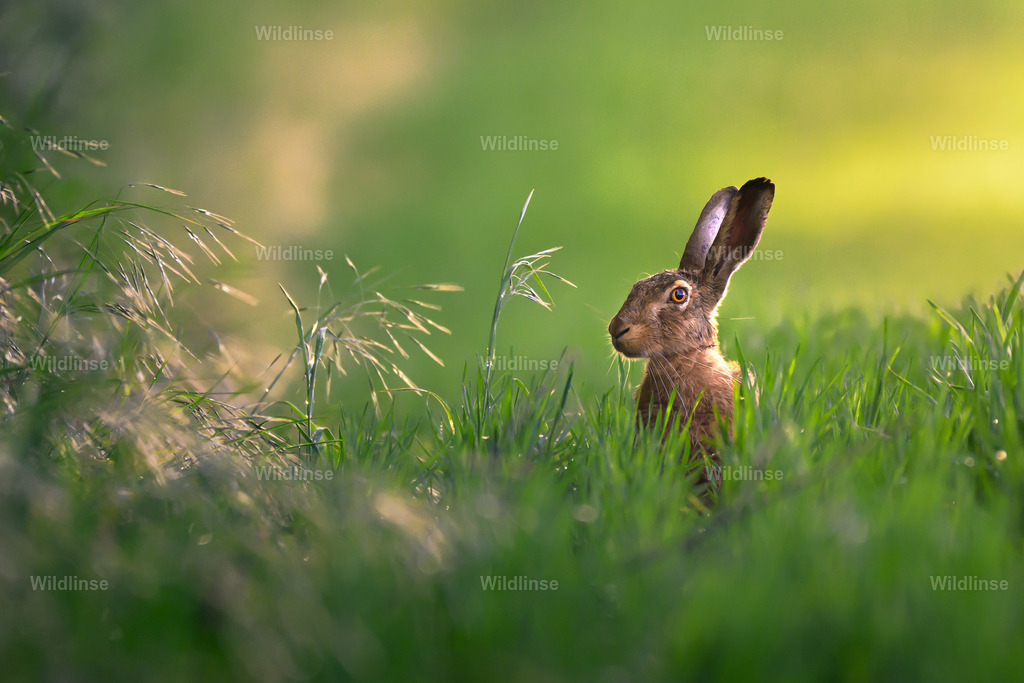 Wildlinse-250525-1 | Willkommen bei Wildlinse. Wildtierfotografien aus Schleswig-Holstein: Entdecke einzigartige Fine-Art-Prints und Poster, die Ruhe, Wildnis und die Schönheit unserer heimischen Tierwelt in dein Zuhause bringen. - Realisiert mit Pictrs.com